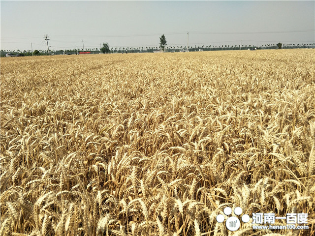 唐河产粮全国第几,河南省唐河县的发展