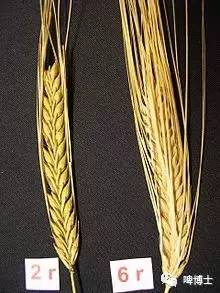 英式ipa和美式ipa的区别,英国ipa和美国ipa的区别