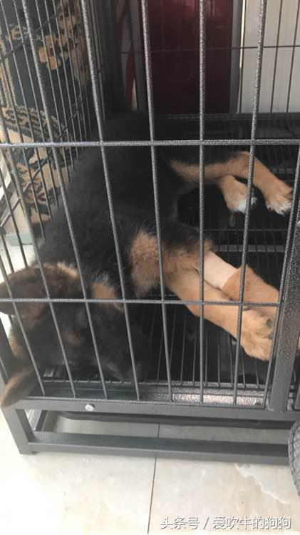 细小治愈过程,治疗细小的过程为什么那么痛苦