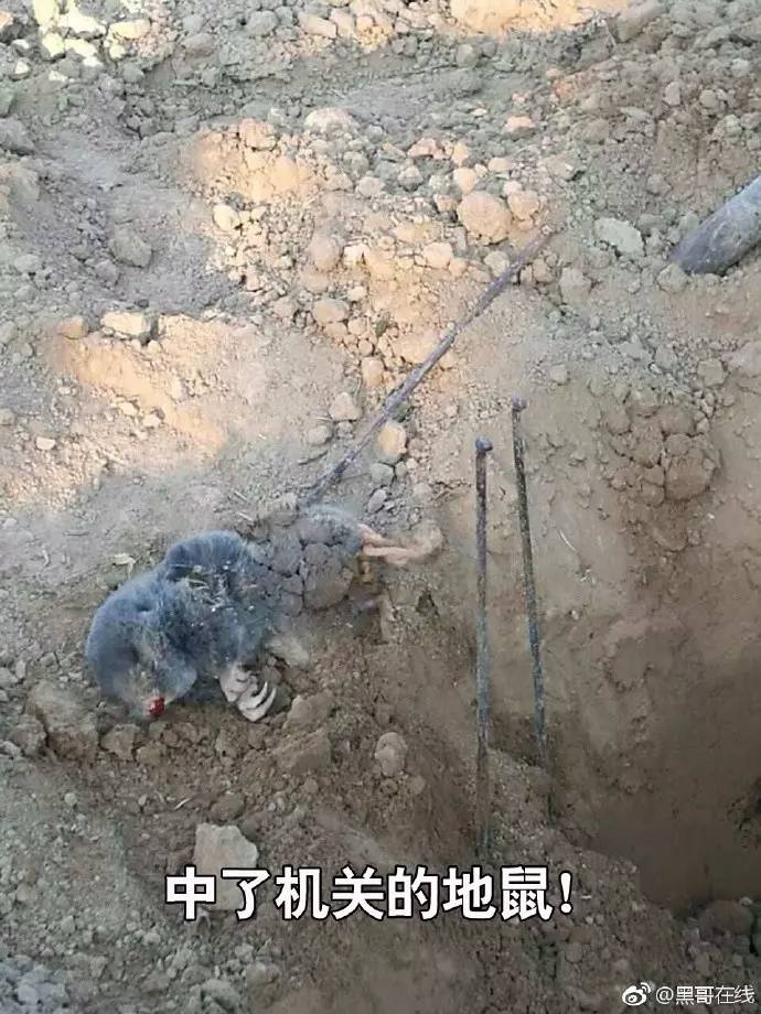 果园灭鼠最佳方法,洛川专业灭鼠