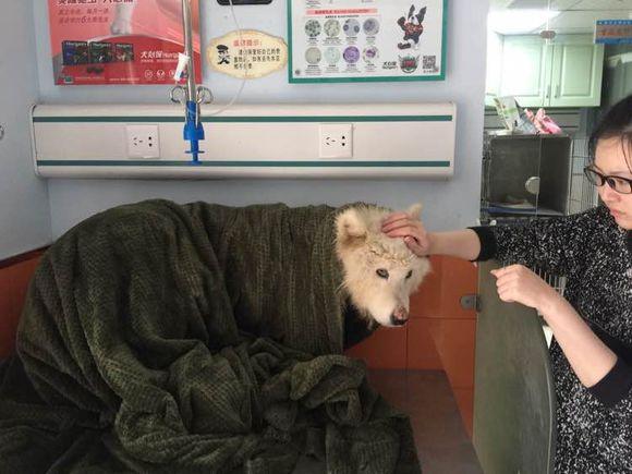 萨摩耶发出臭味，好心人二话不说直接给抱去了医院