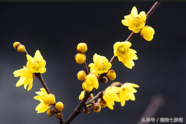 养花嫁接技巧大全视频教程,什么样的花适合嫁接