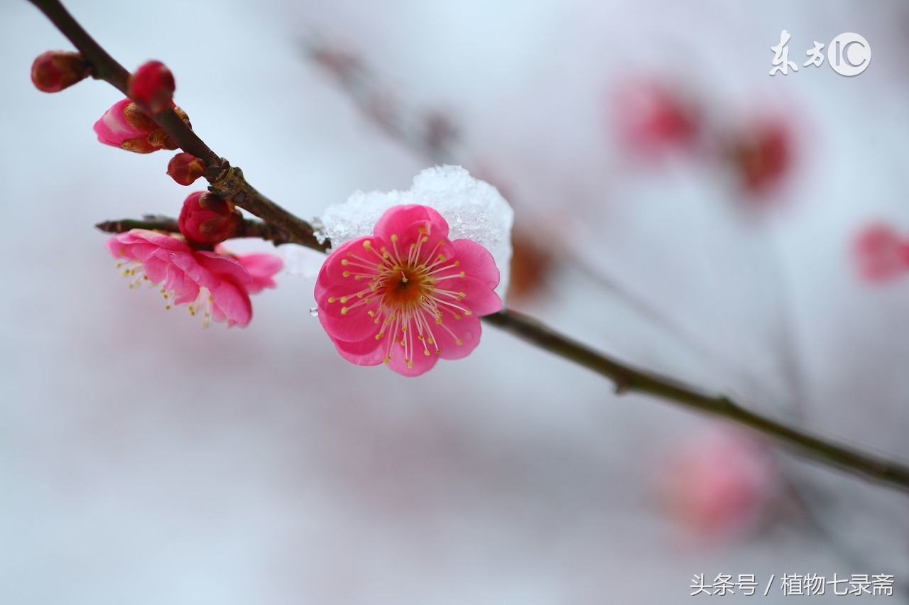 养花嫁接技巧大全视频教程,什么样的花适合嫁接