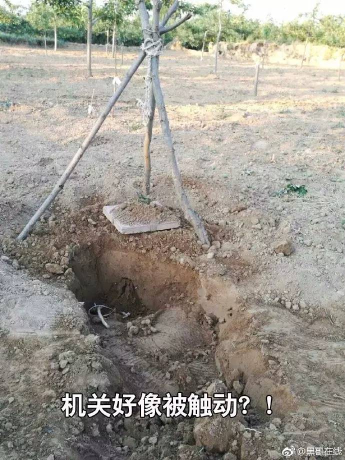 果园灭鼠最佳方法,洛川专业灭鼠