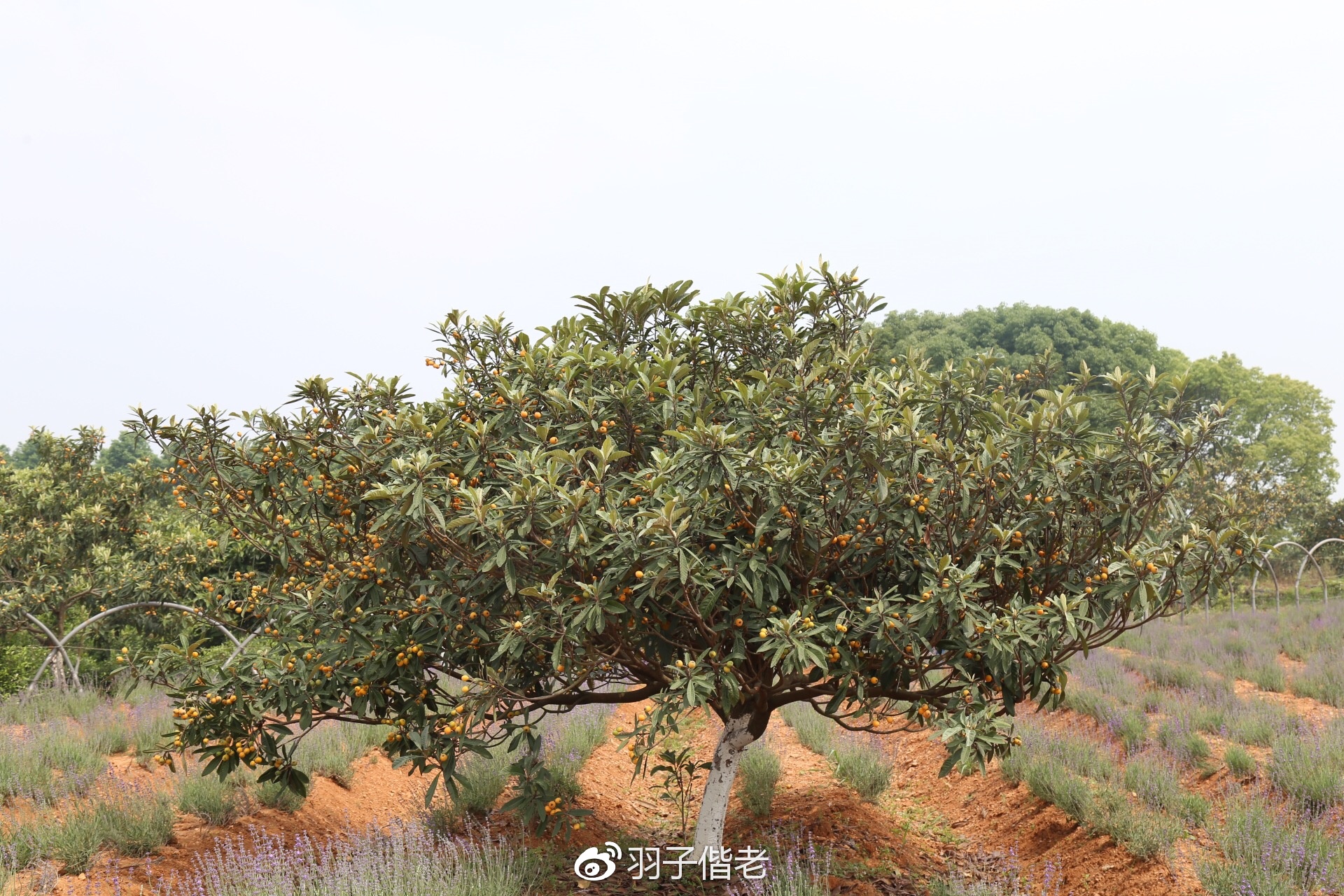 日日春农庄,日日春农业生态园