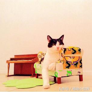 给猫咪装饰客厅,爱猫的主人
