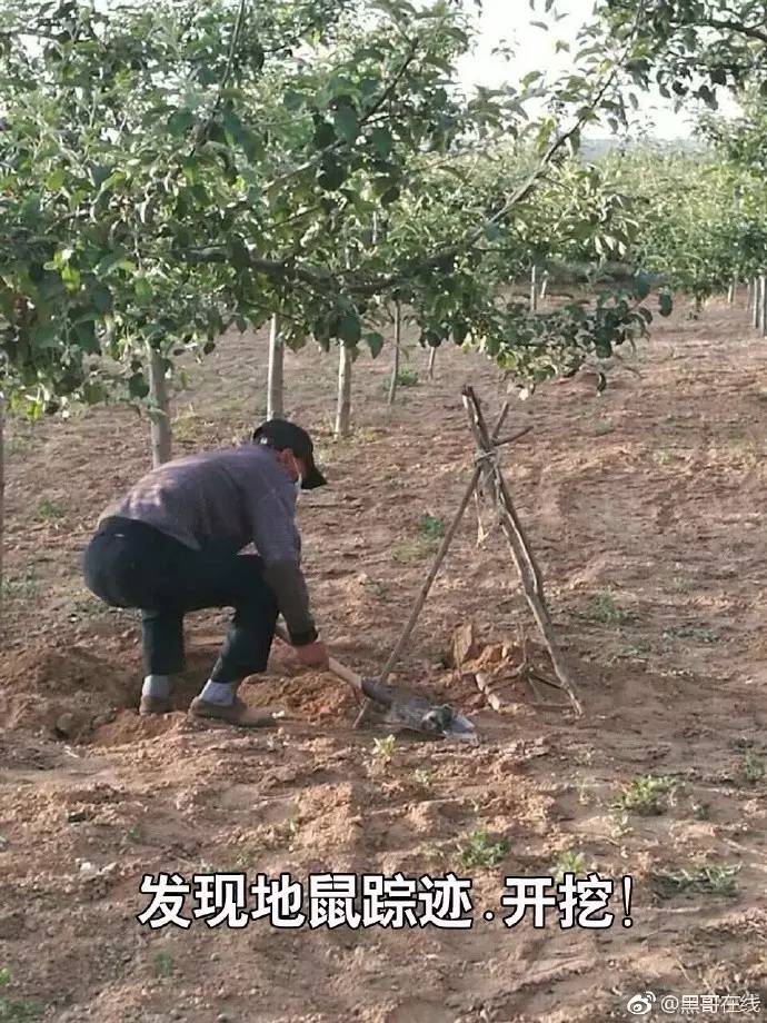 果园灭鼠最佳方法,洛川专业灭鼠