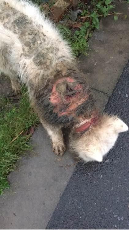 萨摩耶发出臭味，好心人二话不说直接给抱去了医院