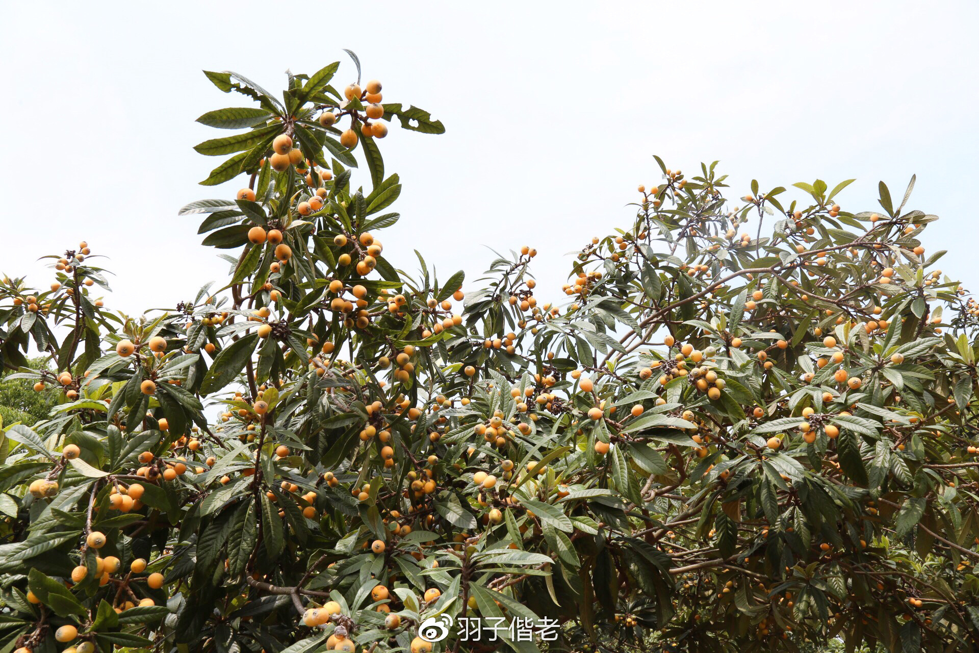 日日春农庄,日日春农业生态园