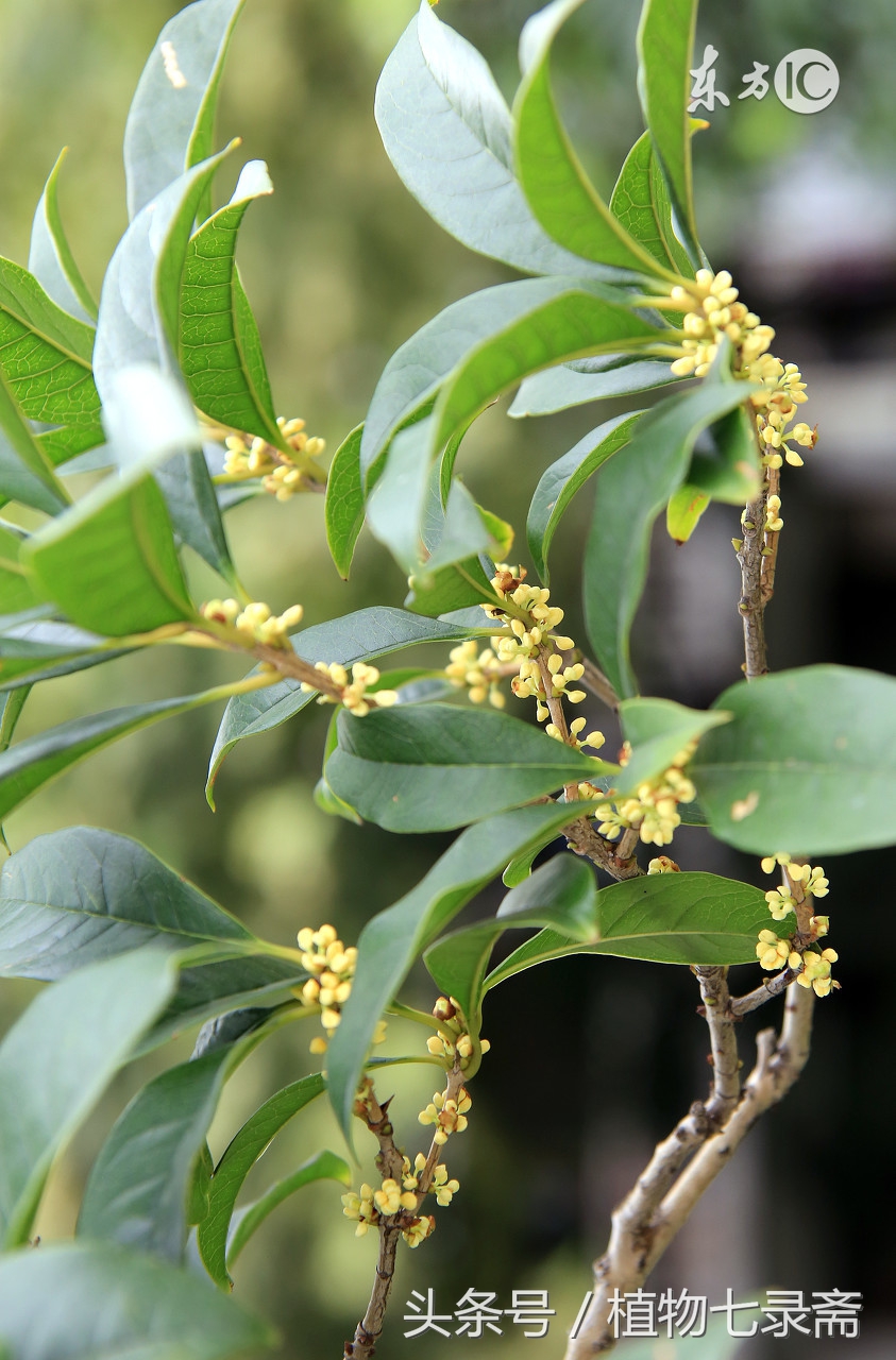 养花嫁接技巧大全视频教程,什么样的花适合嫁接