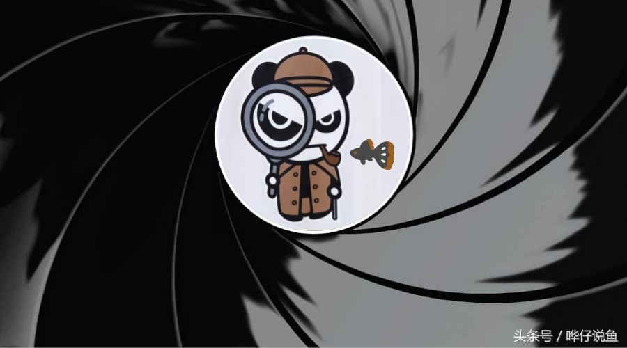 养鱼初学者必知的宠物鱼养护指南,宠物鱼鱼苗怎么养好看