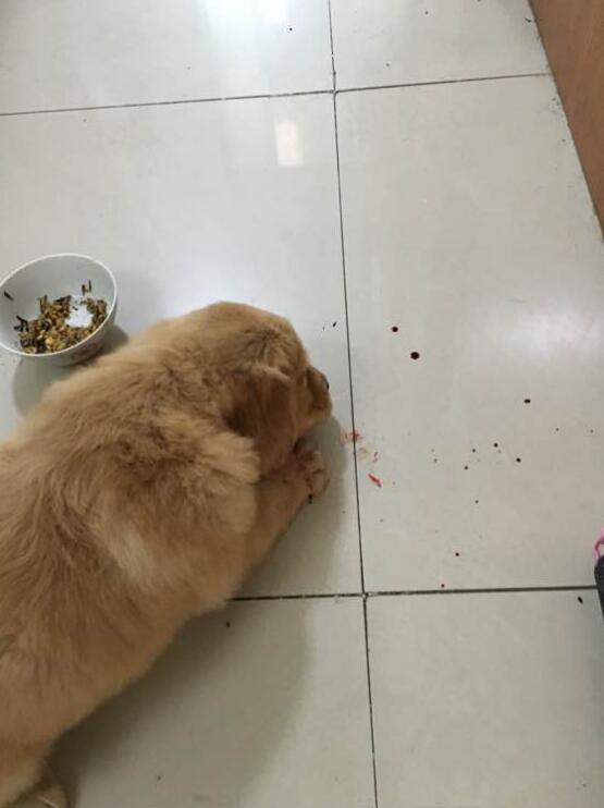 给仓鼠换了木屑就啃笼子,给仓鼠换垫料不谨慎惊吓到了