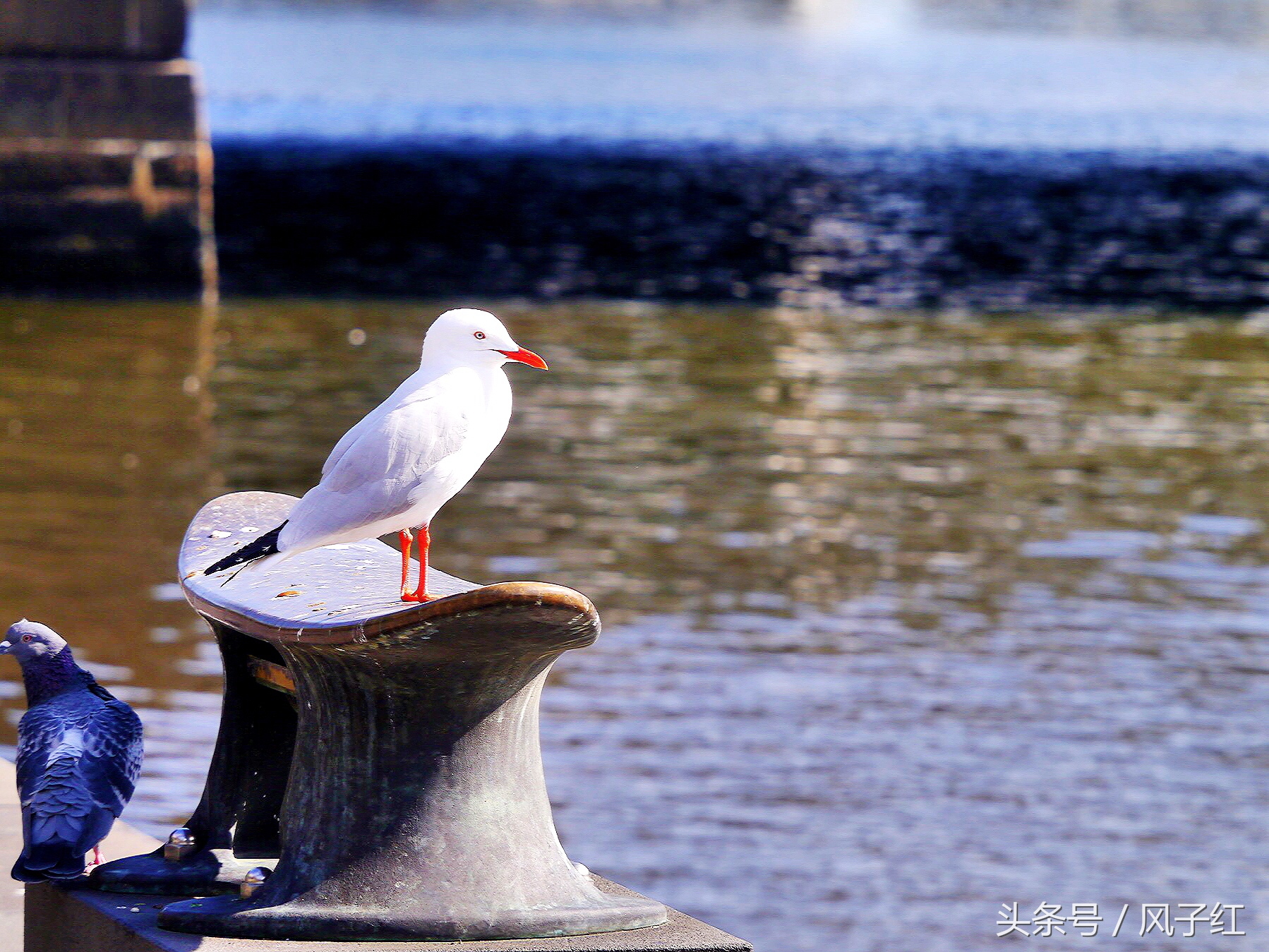 CityTour丨弃车暴走墨尔本，看看人家的街头文化
