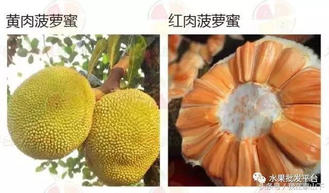 水果分类分为哪几类,超市水果分类表一览表