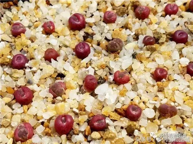 肉锥蜕皮要关注什么,蜕皮期的肉锥怎么服盆