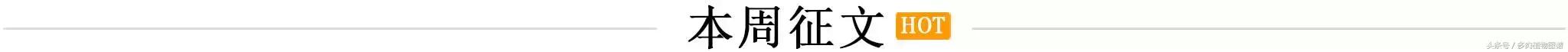 肉锥蜕皮要关注什么,蜕皮期的肉锥怎么服盆