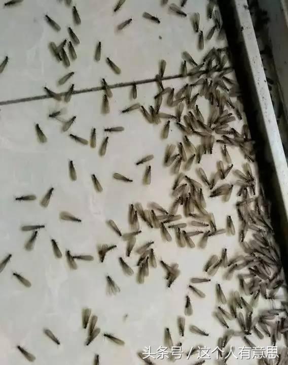 下雨晚上往屋里飞的是什么虫子,下雨的飞虫进家来会自己死掉吗