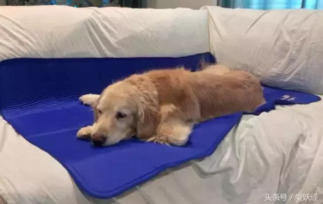 狗狗水床,爱妖经