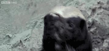 世界上最无畏惧的动物人称平头哥,世界十大凶猛动物平头哥