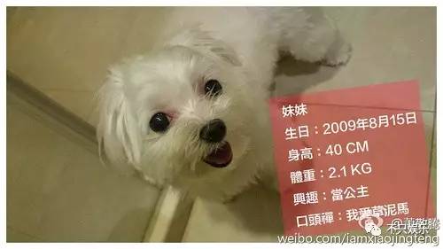 萧敬腾领养狗狗,萧敬腾领养孩子