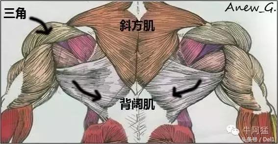 宁泽涛身材比例,宁泽涛身材照片