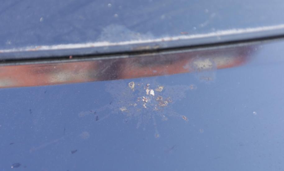 车上有树胶虫怎么去除,车沾上树胶虫胶咋办