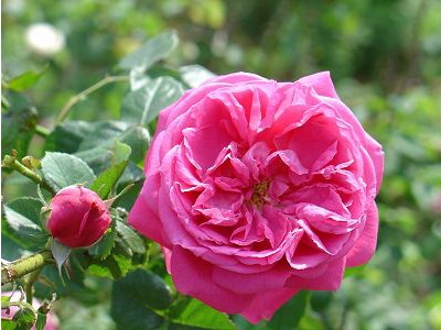 北京月季花海在哪里,北京最美月季景点