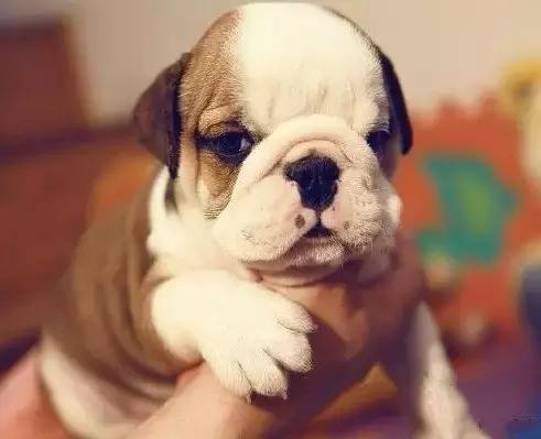 这6种情况不能洗澡,有这五个状况说明狗狗不健康