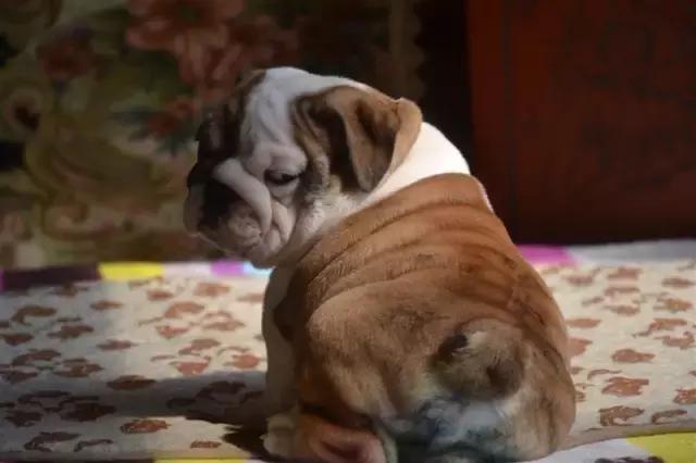 这6种情况不能洗澡,有这五个状况说明狗狗不健康