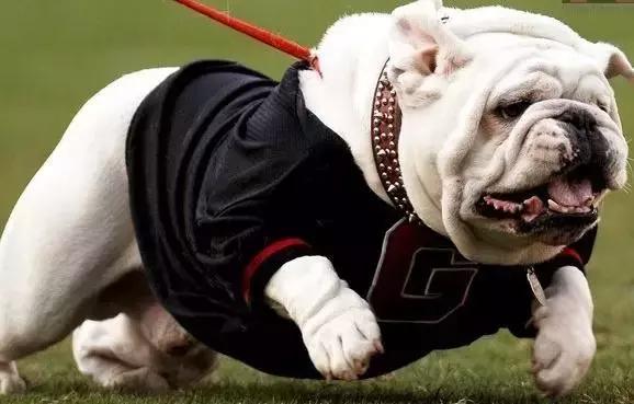 这6种情况不能洗澡,有这五个状况说明狗狗不健康