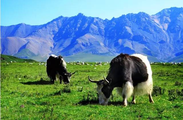 北京到青海自驾游最佳路线,北京至青海自驾游攻略