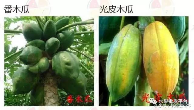 水果分类分为哪几类,超市水果分类表一览表