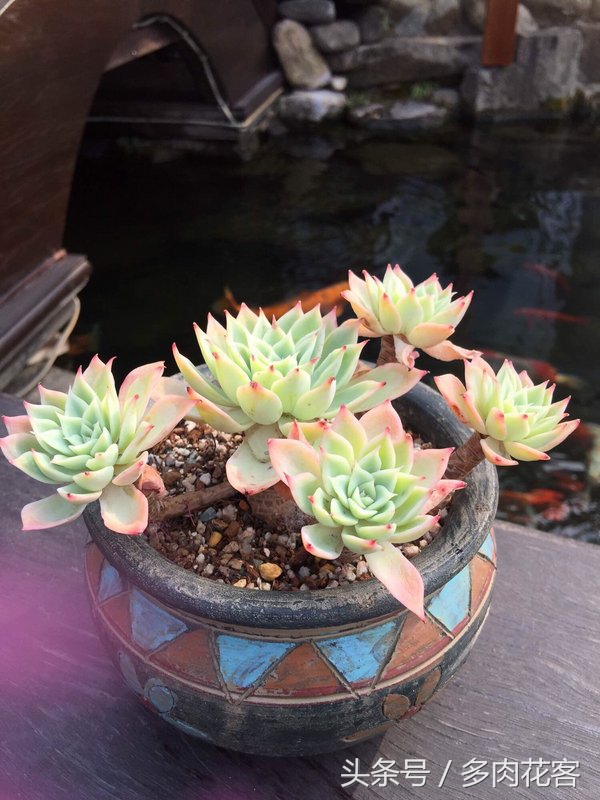 多肉植物休眠期养护方法,多肉植物是冬天休眠还是夏天休眠