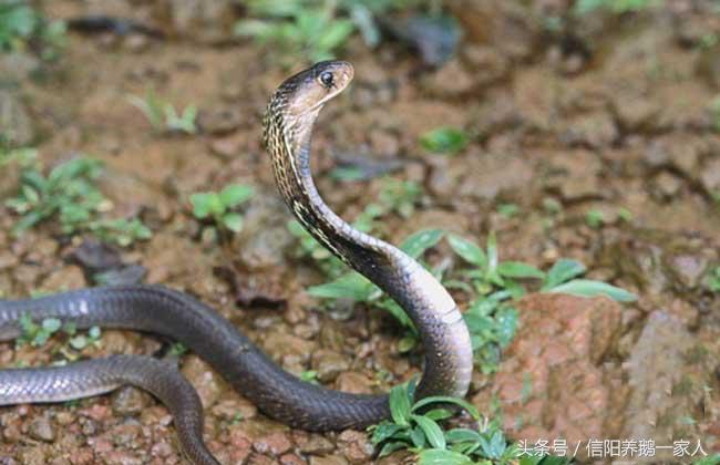 被眼镜蛇咬了怎么办视频,被眼镜蛇咬了怎么办急救