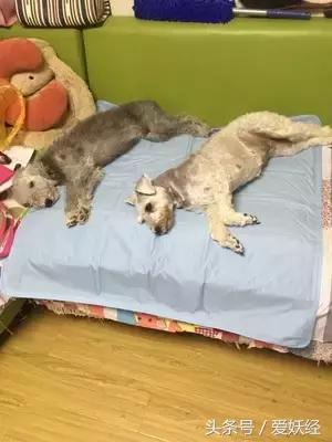 狗狗水床,爱妖经