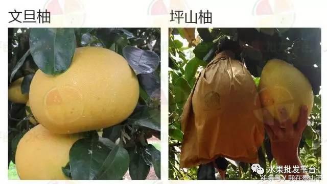 水果分类分为哪几类,超市水果分类表一览表