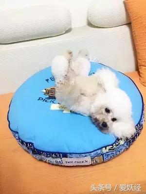 狗狗水床,爱妖经