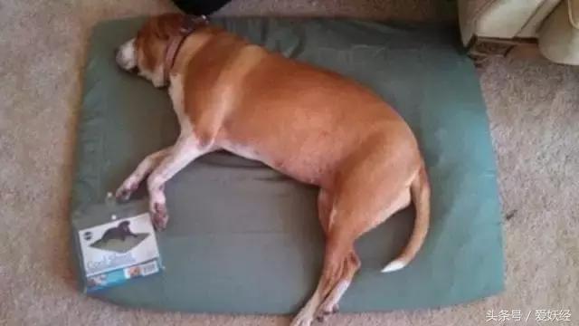 狗狗水床,爱妖经