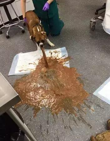 对狗狗最有害的水果,对狗致命的10种花