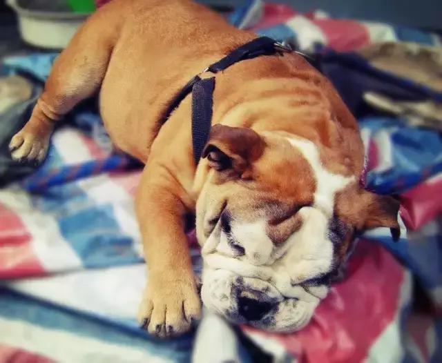 这6种情况不能洗澡,有这五个状况说明狗狗不健康