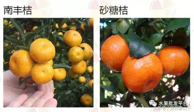 水果分类分为哪几类,超市水果分类表一览表