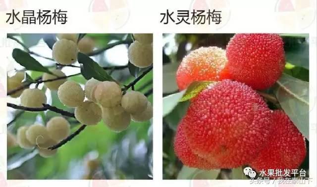 水果分类分为哪几类,超市水果分类表一览表