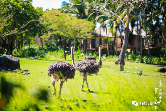 一天之内连开两条国际航线成都直飞非洲大陆往返1450元啦！