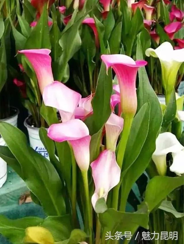 对不起我要去西安了,再见宜良