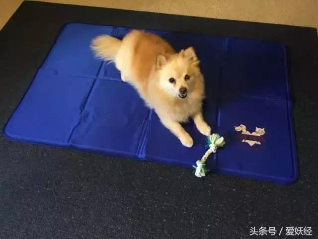 狗狗水床,爱妖经