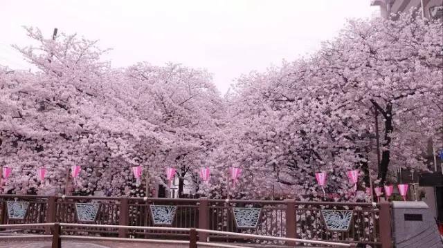 东京真的太好玩了,东京亲子自由行攻略