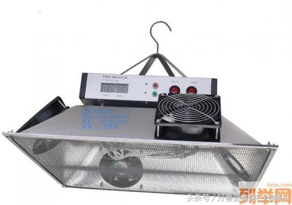 气囊炎发病原因,小鸡气囊炎发病原因