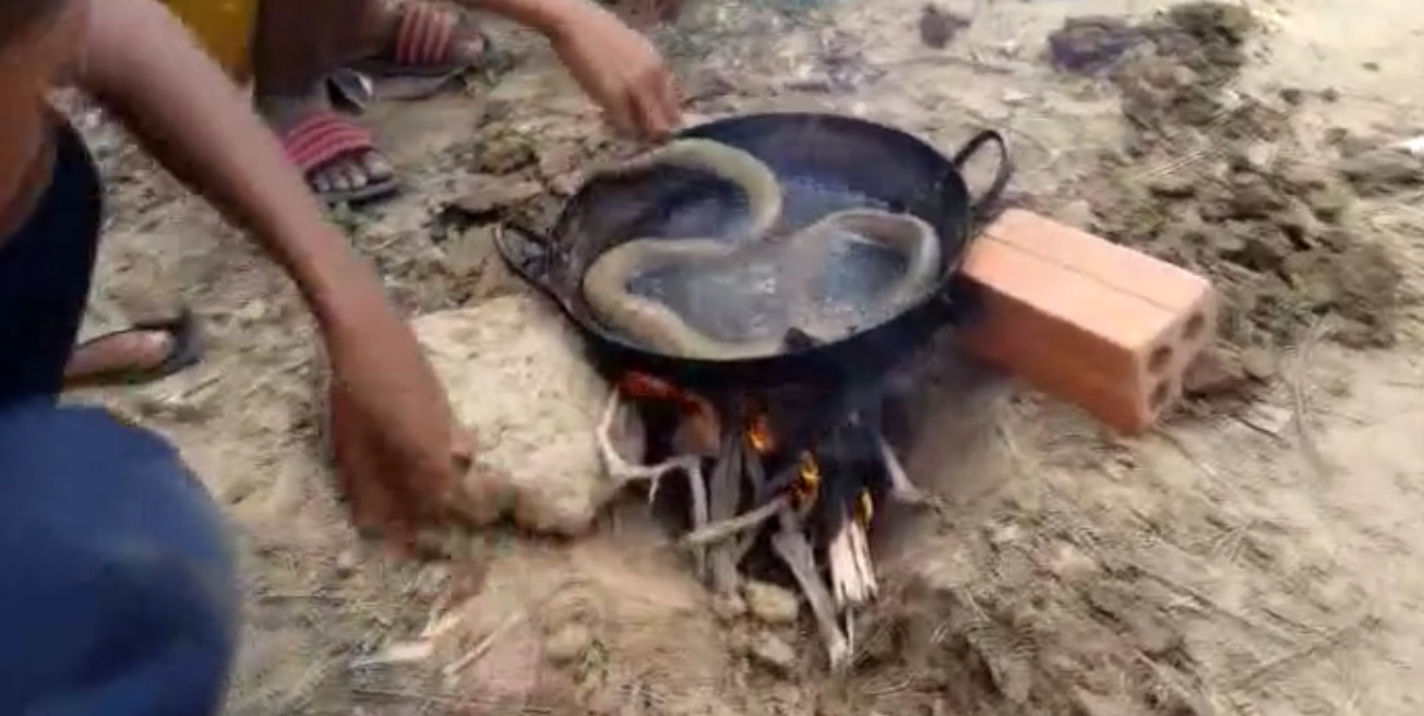 大蛇喂小孩吃蛇,小孩吃了一条蛇变成蛇了