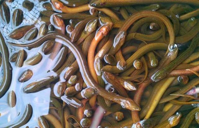 如何区分野生黄鳝和家养黄鳝,怎么样去辨别野生黄鳝和家养黄鳝