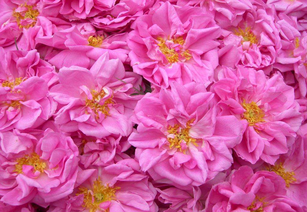 chantecaille香缇卡小样,chantecaille香缇卡香氛系列